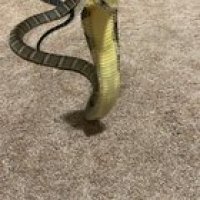 Here’s Jellybean after a fresh shed giving my hook a good look. Sound on and you can hear her sigh at the end of the video.