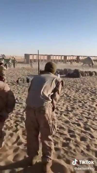 American soldiers vs camel