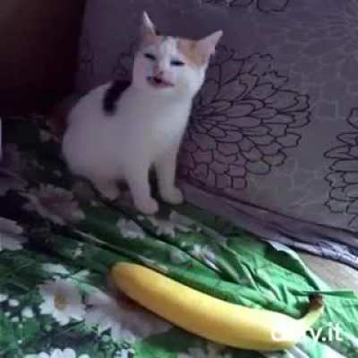 cat no banana.