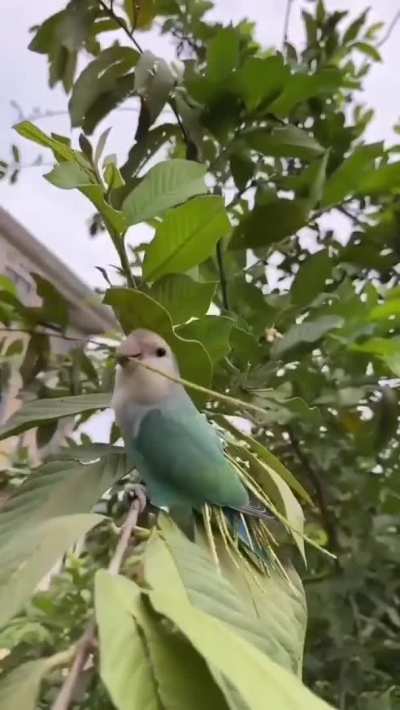 A bird collecting leaf stems for its nest!