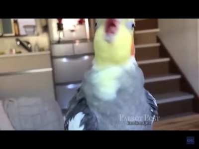 Just a regular parrot screaming.