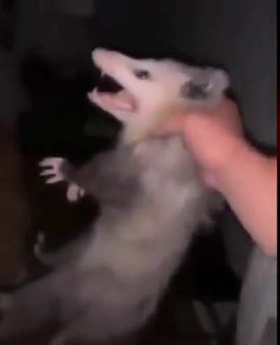 Rat