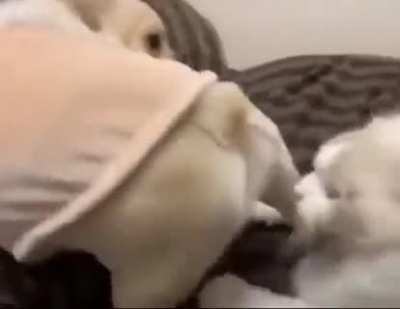 Cat gets smoked in a fight
