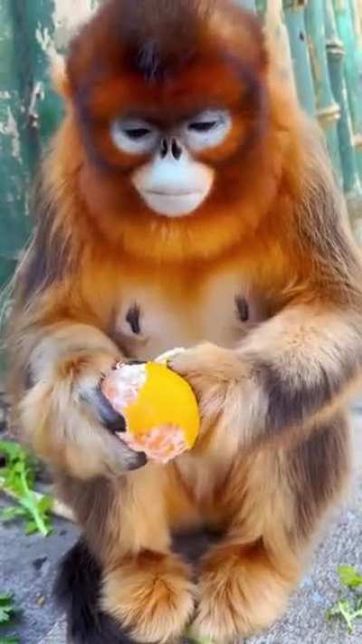 Snub-nosed monkey eats an orange.