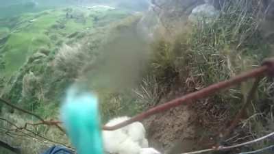 Saving a sheep