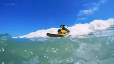 horse back riding and skateboarding are cool, but wave boarding dog is just wow.