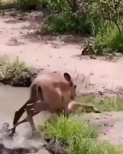 Running Away From A Predator