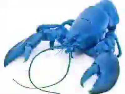 loberto