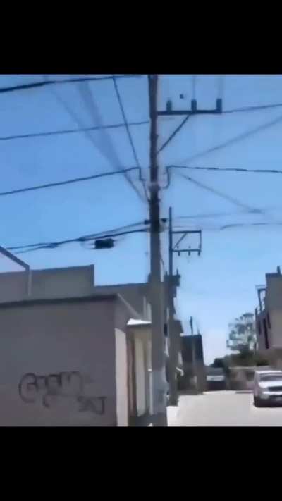 What the dog doin'