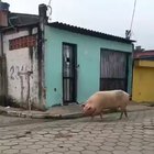 Riding a pig