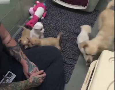 Sad mama dog reunites with her lost puppies. A dog mama named Cora ended up in a shelter after her owner had taken her babies away from her. Depressed, she wouldn’t move away from a corner, so The Marin Humane Society tracked down Cora’s puppies and reuni