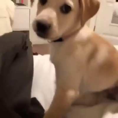 Cute Dog