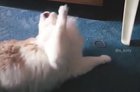 Curiosity almost killed the cat
