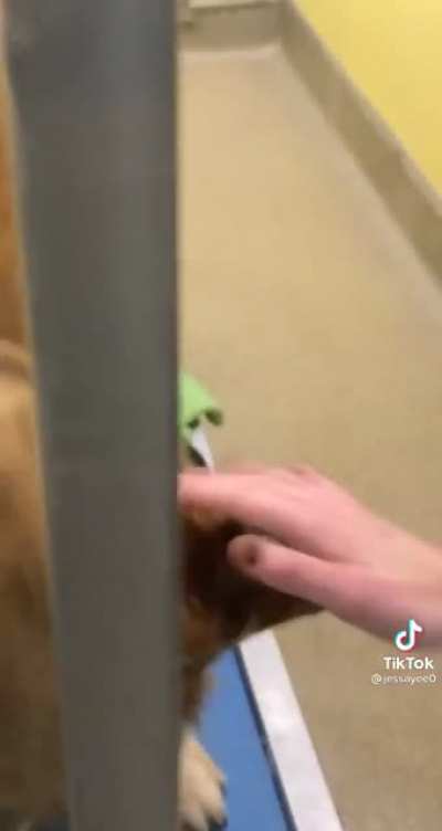 This dog and his siblings are at the Humane Society of Missouri. Rescued from a backyard breeder. Note: they are not available for adoption yet :(