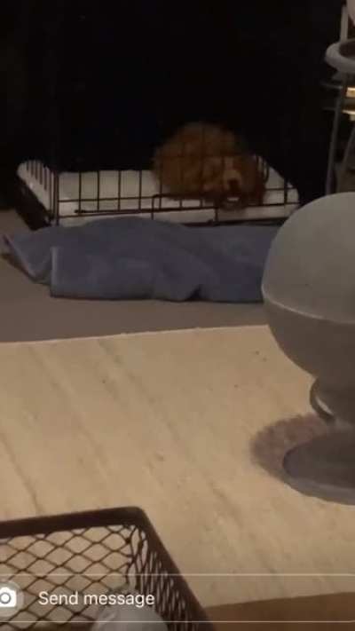 To try to chew your way out your crate.