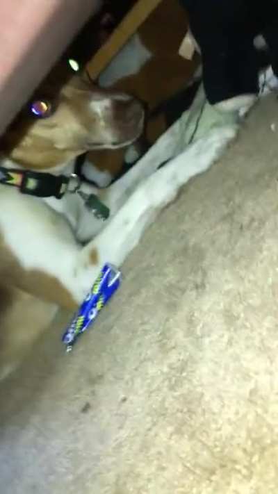 Dog angry