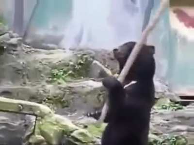 Kung fu panda
