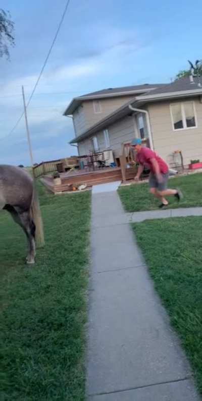 Trying To Jump On A Horse From Behind