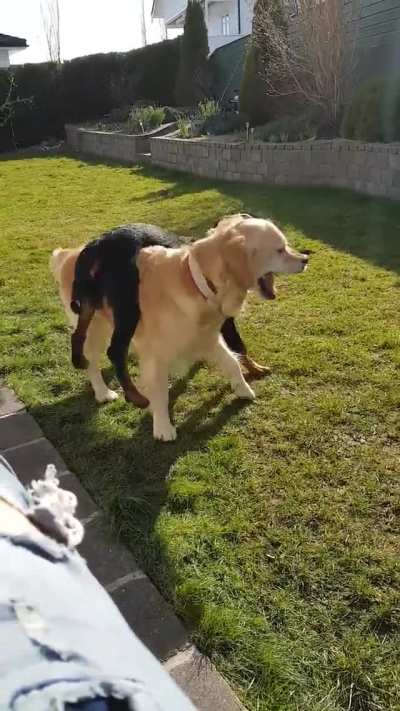 Always update your dogs