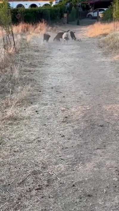 Which breed of dog is it ?