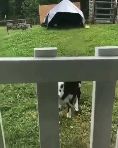 Excited Puppy