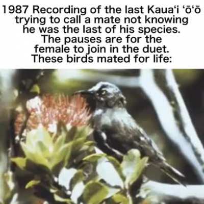 A bird calling out looking for its mate for life, not knowing it's the last of its species.