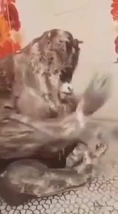 Blursed_Transition