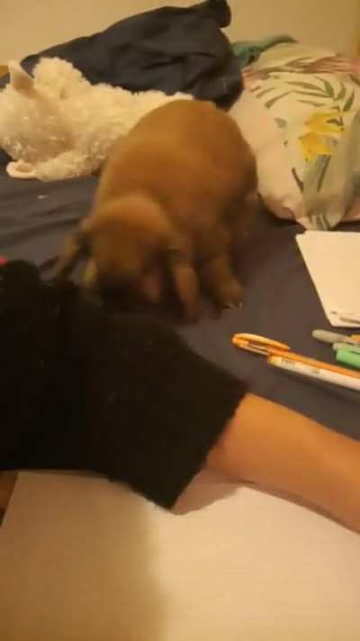 How my bunny responds when I do anything unrelated to him.