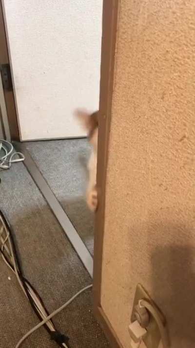 Derpy Ninja