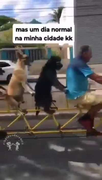 r/bichinhos 