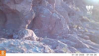 Captaron en Mendoza a un gato Andino, uno de los felinos más difíciles de ver del mundo