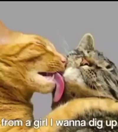 XD
