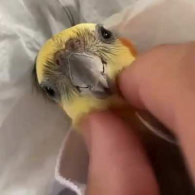 Look at those eyes
