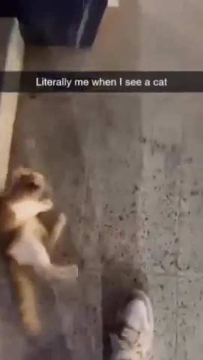 Kitty detected