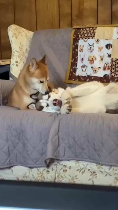 Немного милоты