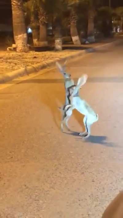Have you ever seen a fight like this?