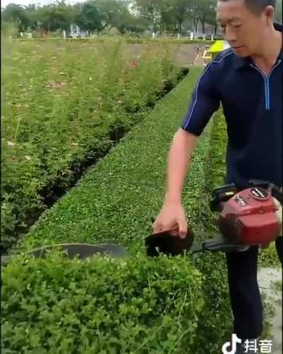 The way this man trims his hedge