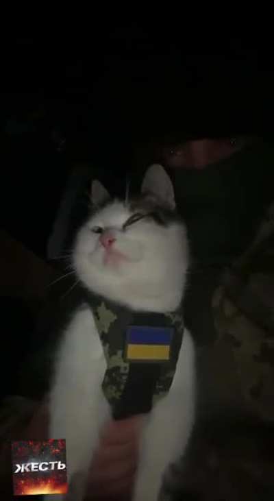 Tactical UAF Cat is back... and this time with a sense of VENGEANCE