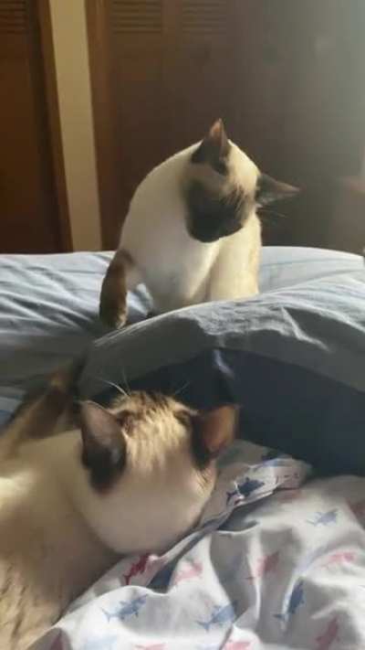 Every day George has to bully. her sisters. Every. Day.
