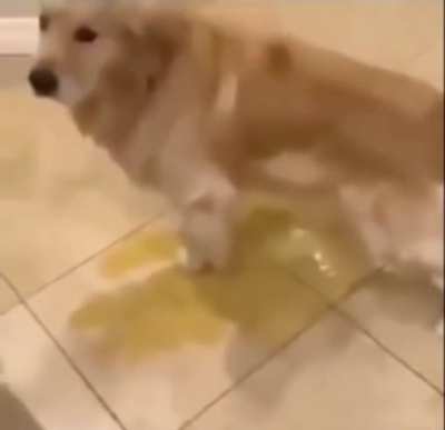 piss dog