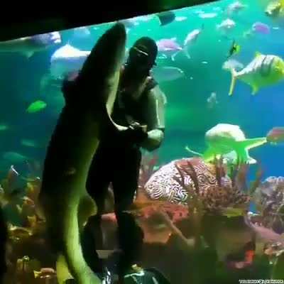 This man dances with a mfing shark