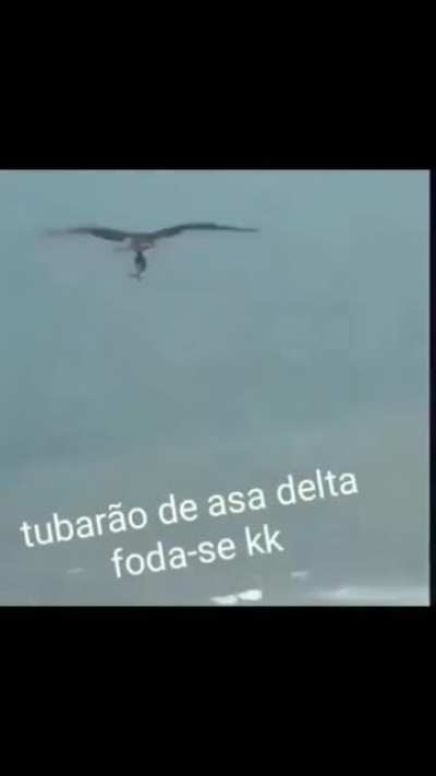 Tubarão de asa-delta kkkkkkkkkkk