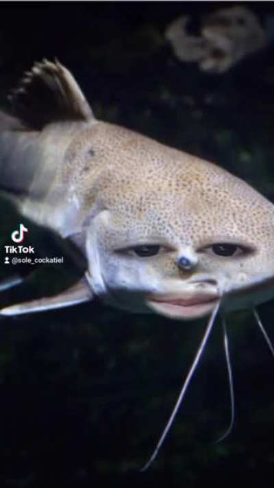My tiktok