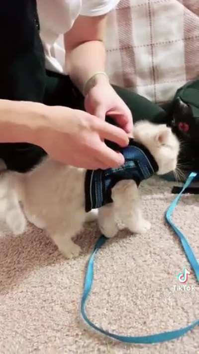 JEANNIE!! DO THE SOUND!!!