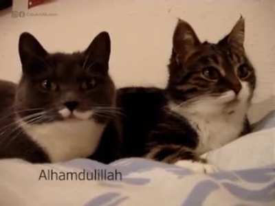A Halal Conversation