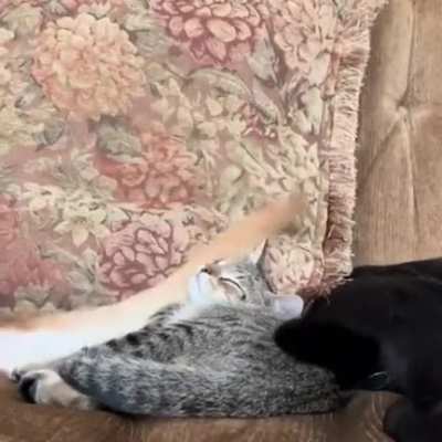 Two tails and one kitty