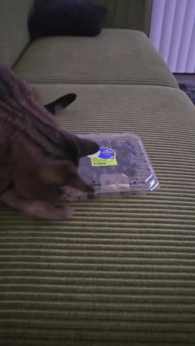 Scheming for my blueberries