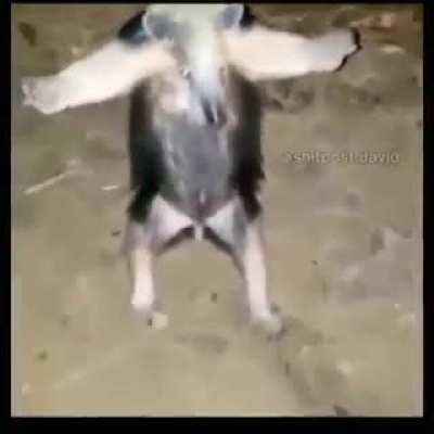 Ť