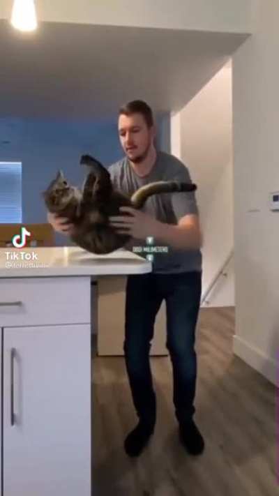 and that's why cats always fall in their feet!