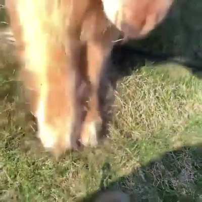 Dog getting excited over a helpless turtle